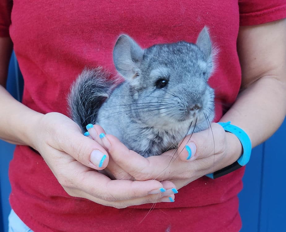 A Guide to Feeding Your Chinchilla: Do's and Don'ts