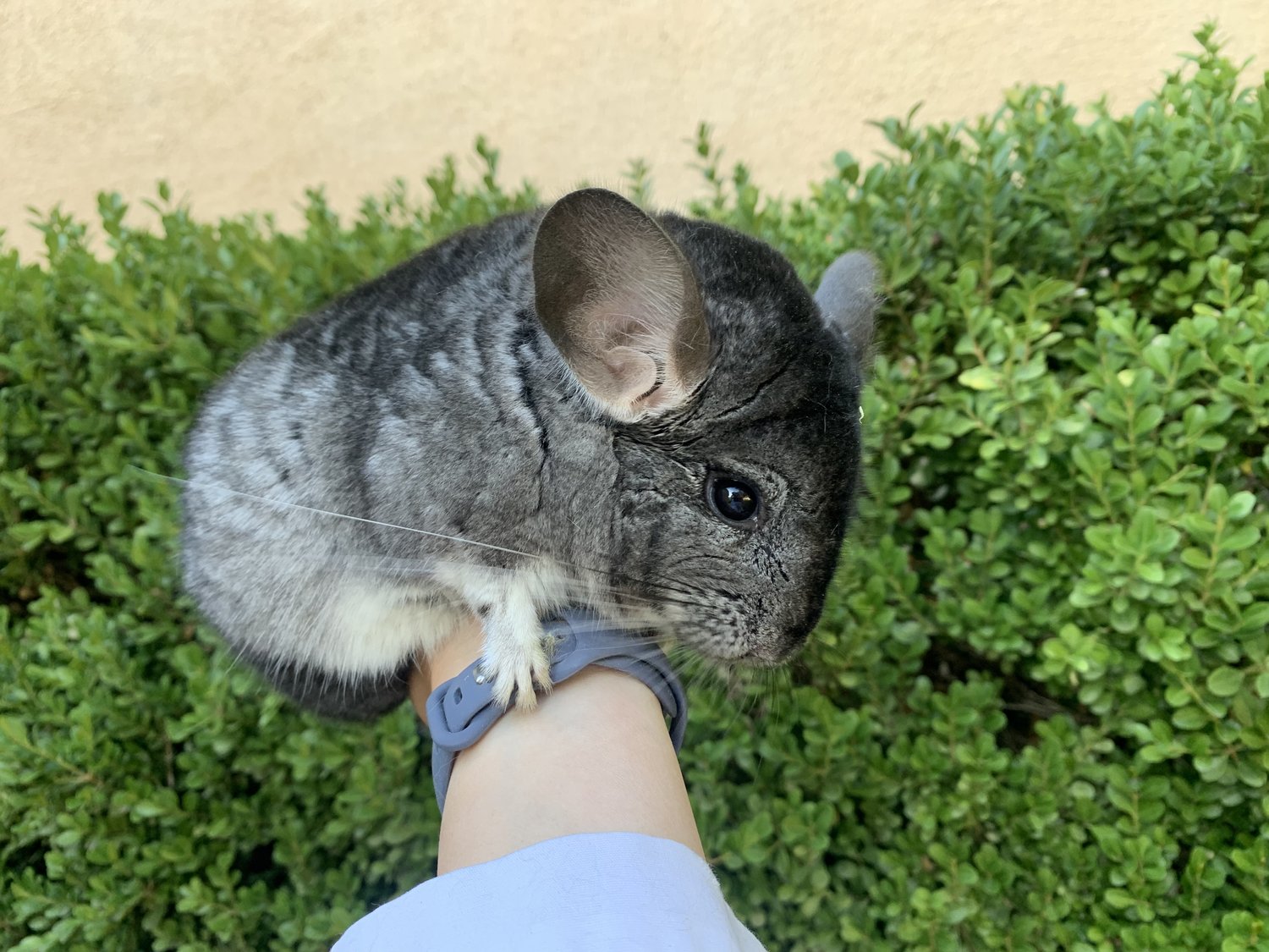 Purchasing vs. Adopting a Chinchilla: Which is Right for You?