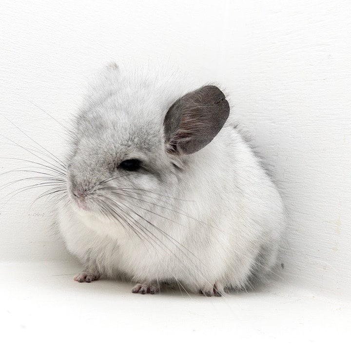 The Social Nature of Chinchillas: How to Keep Them Happy and Engaged