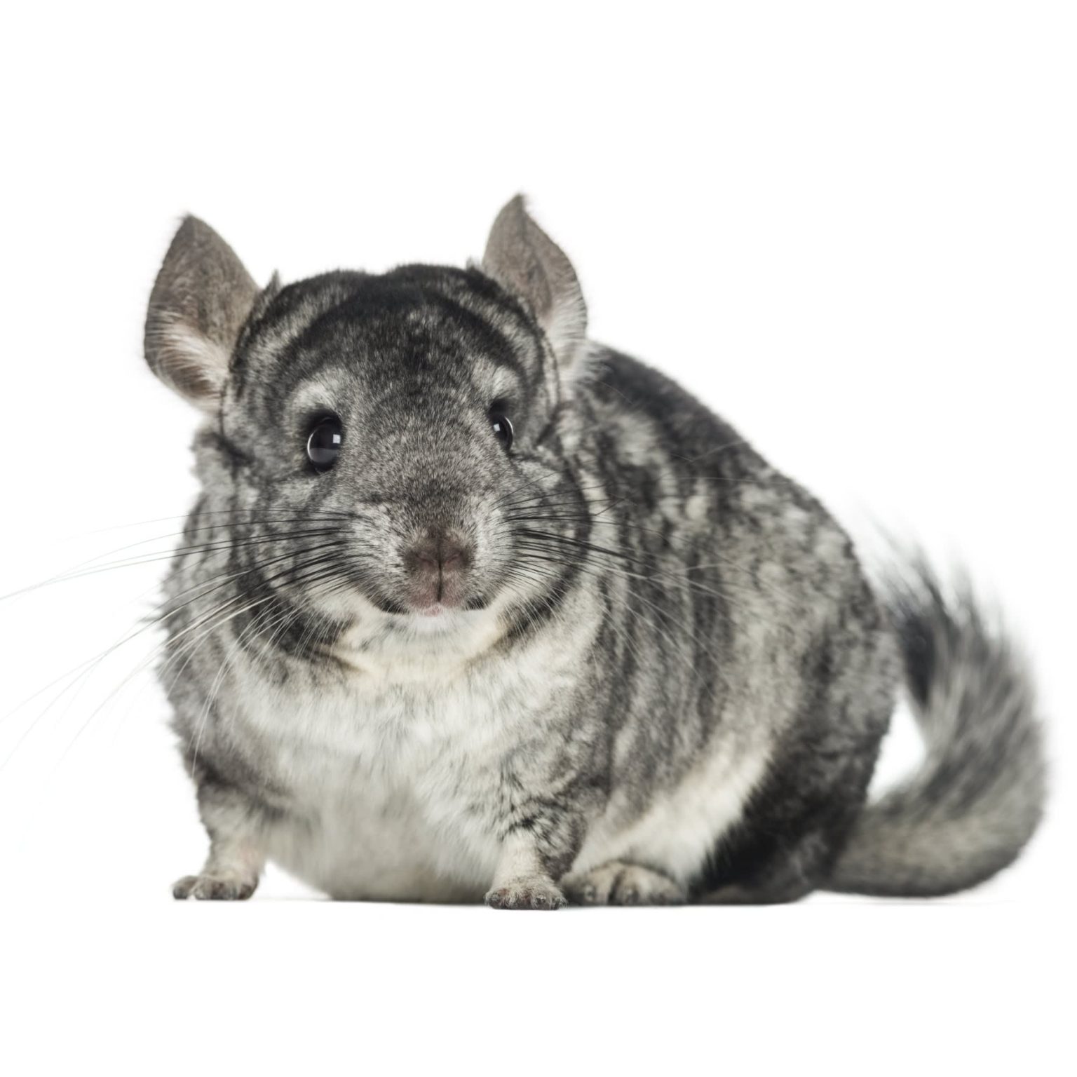 Things to Consider When Looking for a Chinchilla for Sale