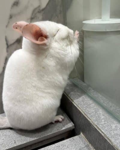 Aladdin Chinchilla for sale