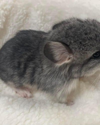 Prancer Chinchilla for sale